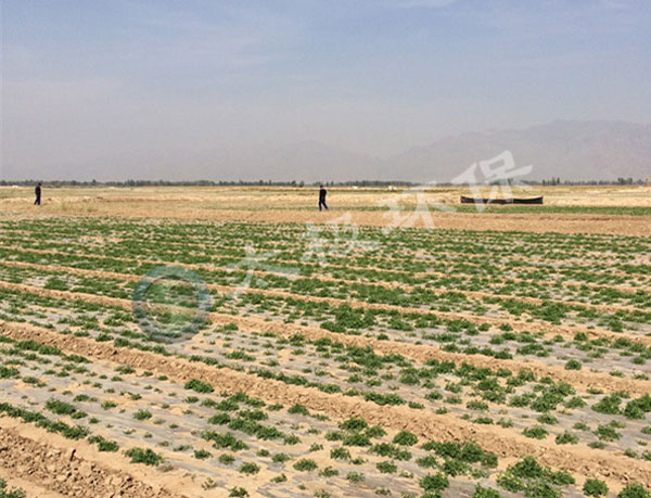 1466050095664884.jpg 加水印-改造后-1個月-2改造后的鹽堿沙荒地p.jpg